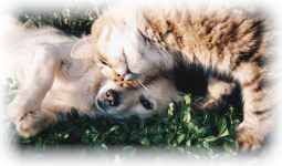 Haustiere (Hunde und Katzen) in Portugal: Anmeldung und Gesetze